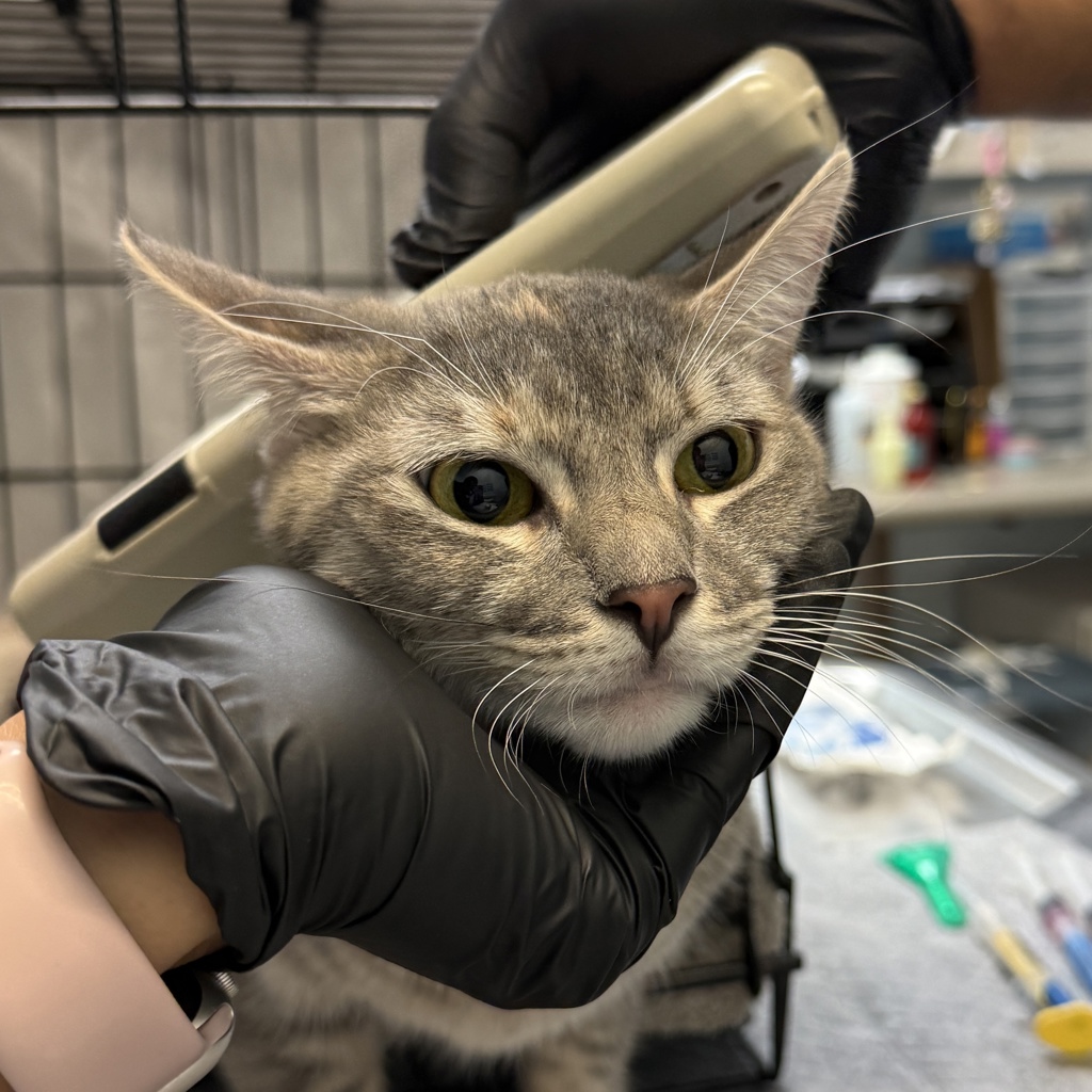 Shelter Stray Female Cat last seen East Village, San Diego, CA, 92101, 5500 Gaines St, San Diego, CA 92110, USA
