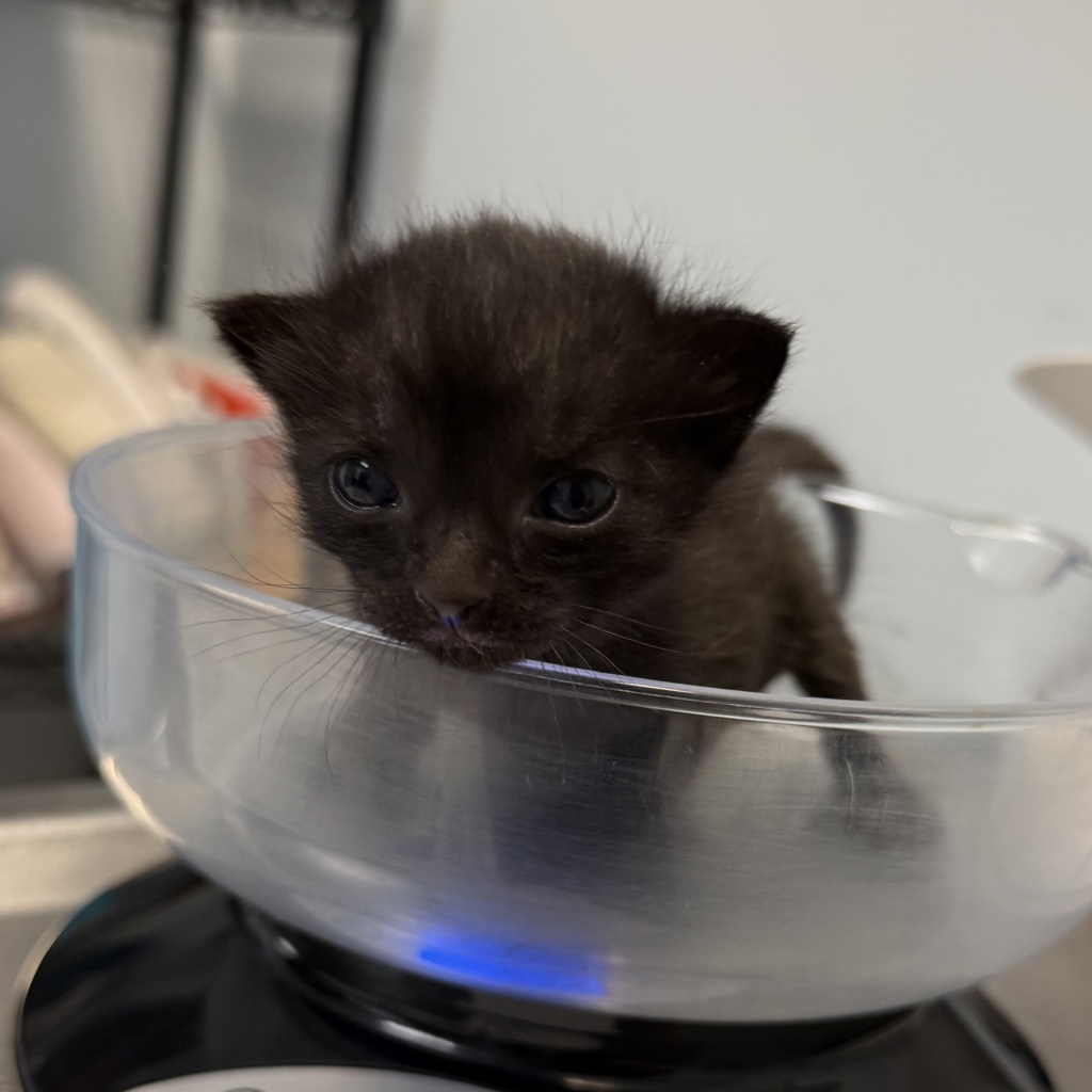 Shelter Stray Female Cat last seen East Village, San Diego, CA, 92101, 5500 Gaines St, San Diego, CA 92110, USA