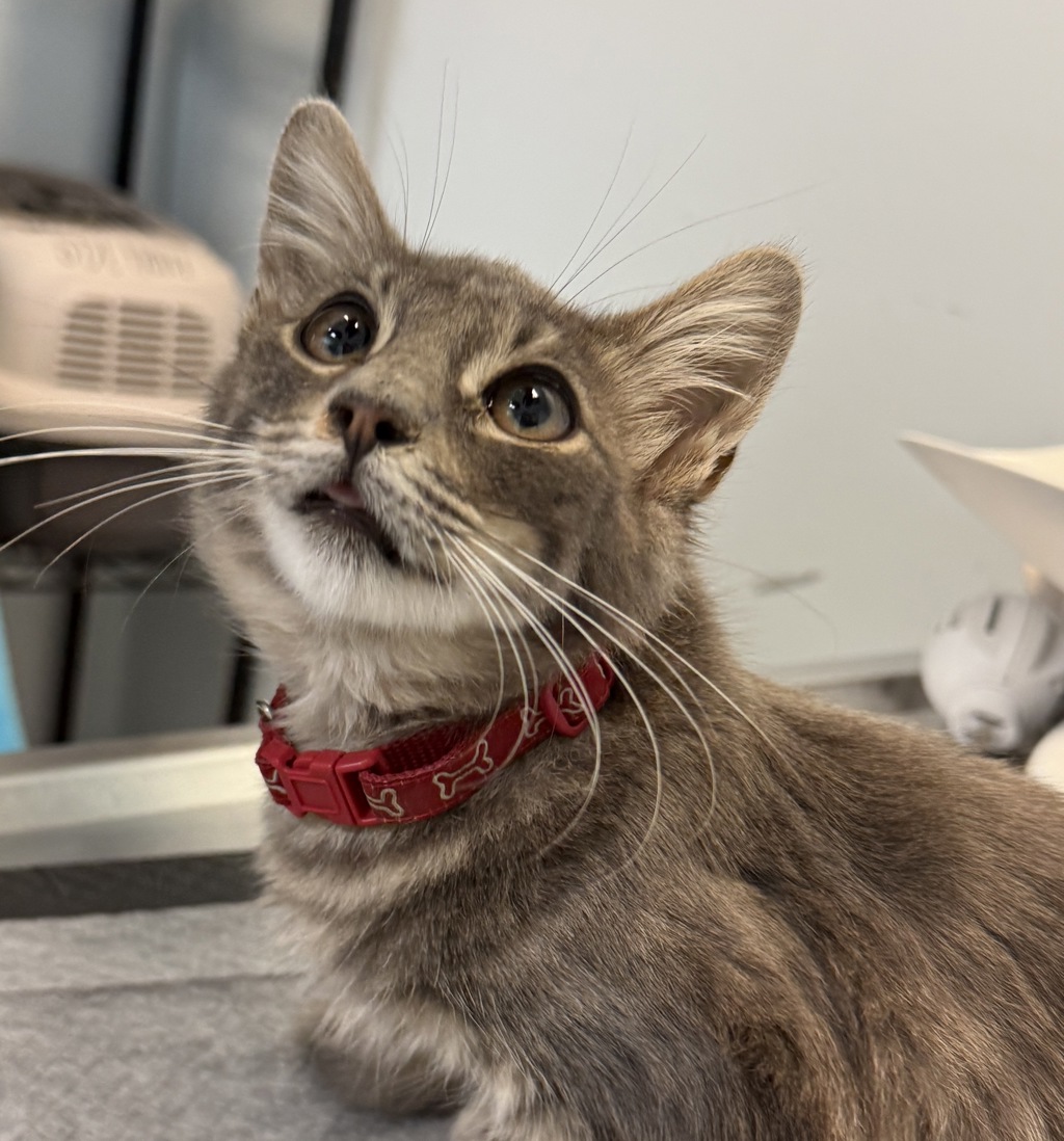 Shelter Stray Male Cat last seen Near Malaga Street, San Diego, CA, 92113, 5500 Gaines St, San Diego, CA 92110, USA