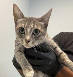 Shelter Stray Female Cat last seen Chamoune ST, San Diego, CA, 92105, 5500 Gaines St, San Diego, CA 92110, USA