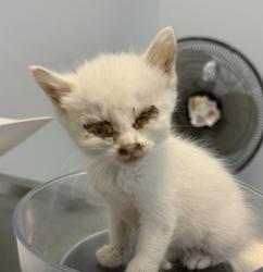 Shelter Stray Female Cat last seen Chamoune ST, San Diego, CA, 92105, 5500 Gaines St, San Diego, CA 92110, USA