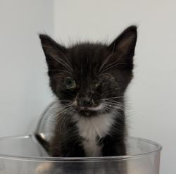 Shelter Stray Female Cat last seen Chamoune ST, San Diego, CA, 92105, 5500 Gaines St, San Diego, CA 92110, USA