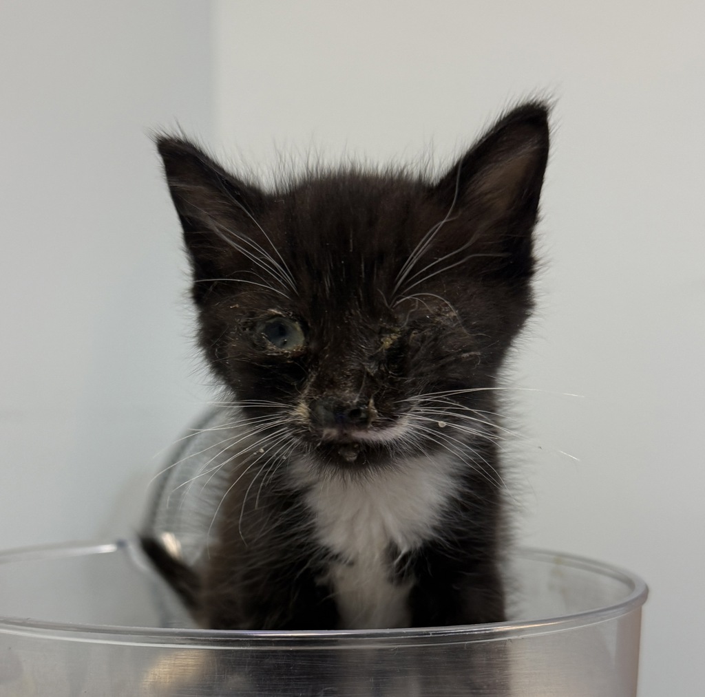 Shelter Stray Female Cat last seen Chamoune ST, San Diego, CA, 92105, 5500 Gaines St, San Diego, CA 92110, USA
