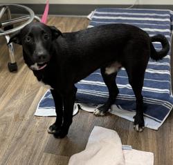 Shelter Stray Male Dog last seen E Mission Bay Drive, San Diego, CA, 92109, 5500 Gaines St, San Diego, CA 92110, USA