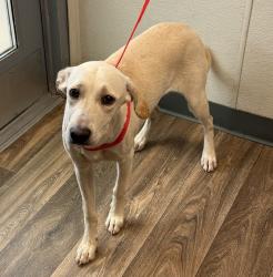 Shelter Stray Male Dog last seen E Mission Bay Drive, San Diego, CA, 92109, 5500 Gaines St, San Diego, CA 92110, USA