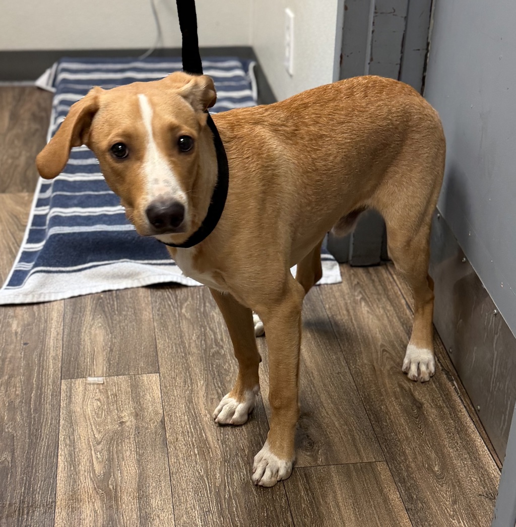 Shelter Stray Male Dog last seen E Mission Bay Drive, San Diego, CA, 92109, 5500 Gaines St, San Diego, CA 92110, USA
