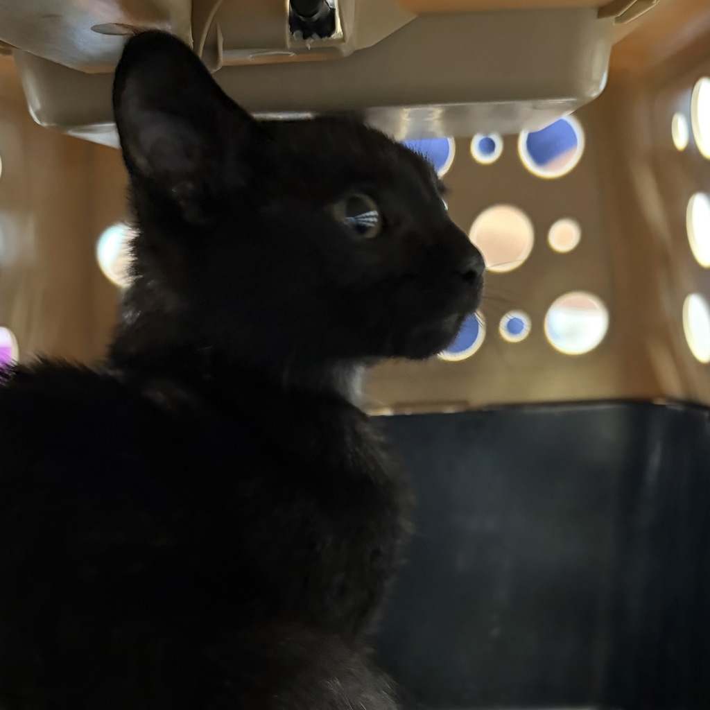 Shelter Stray Female Cat last seen Near NW 54th Avenue, DES MOINES (Polk County), IA, 50313, Des Moines, IA 50313