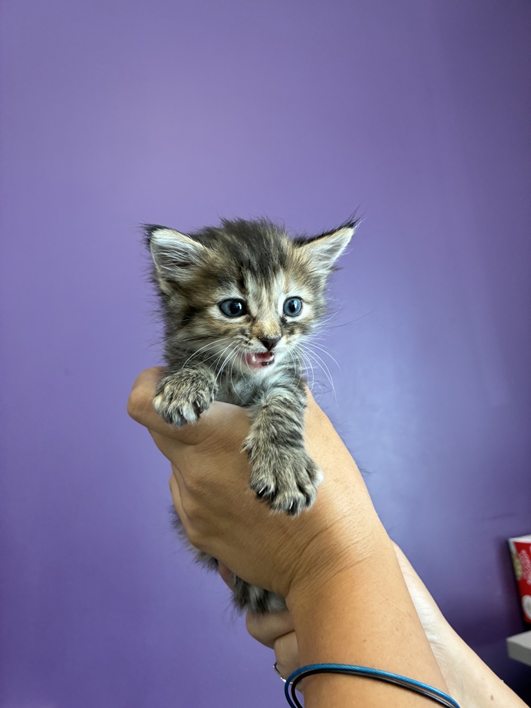 Shelter Stray Female Cat last seen Near S Jackson Street, Midvale, UT, 84047, 511 W 3900 S, Salt Lake City, UT 84123, USA