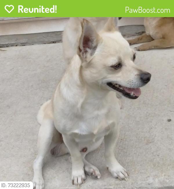 Reunited Male Dog last seen Near a elementary school and gibs spraw road, San Antonio, TX 78218