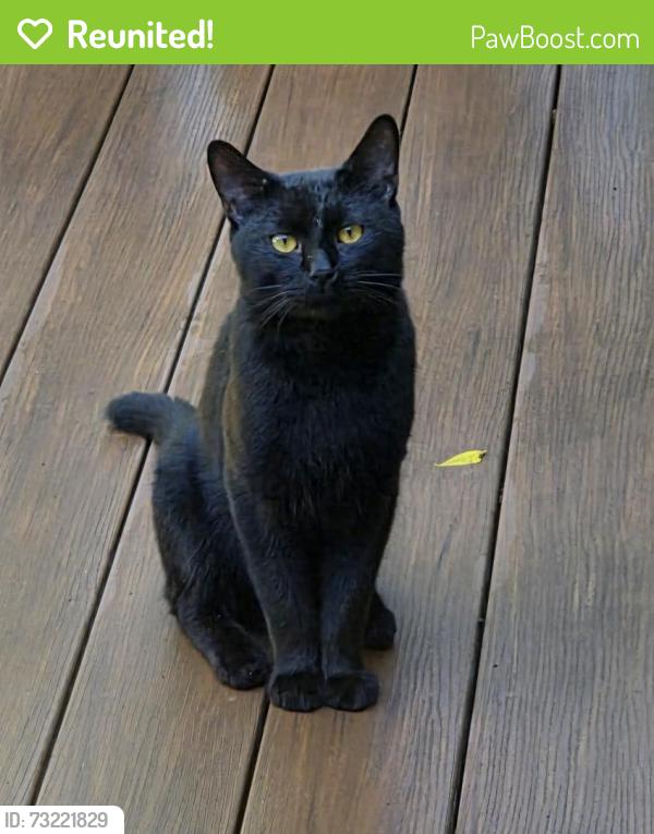 Reunited Male Cat last seen Mountain Rd/Turnpike rd, Somers, CT 06071