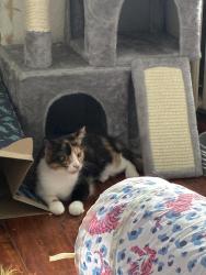 Lost Female Cat last seen Jordan pond, Shrewsbury, MA 01545