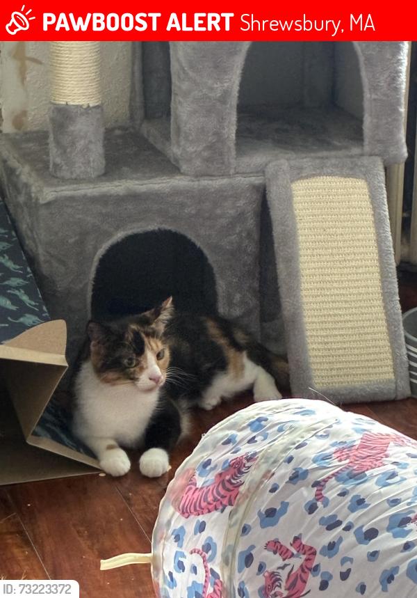 Lost Female Cat last seen Jordan pond, Shrewsbury, MA 01545
