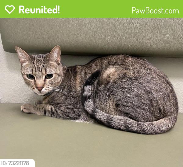 Reunited Male Cat last seen Pennant Ct & Slice Way, Temecula, CA 92591