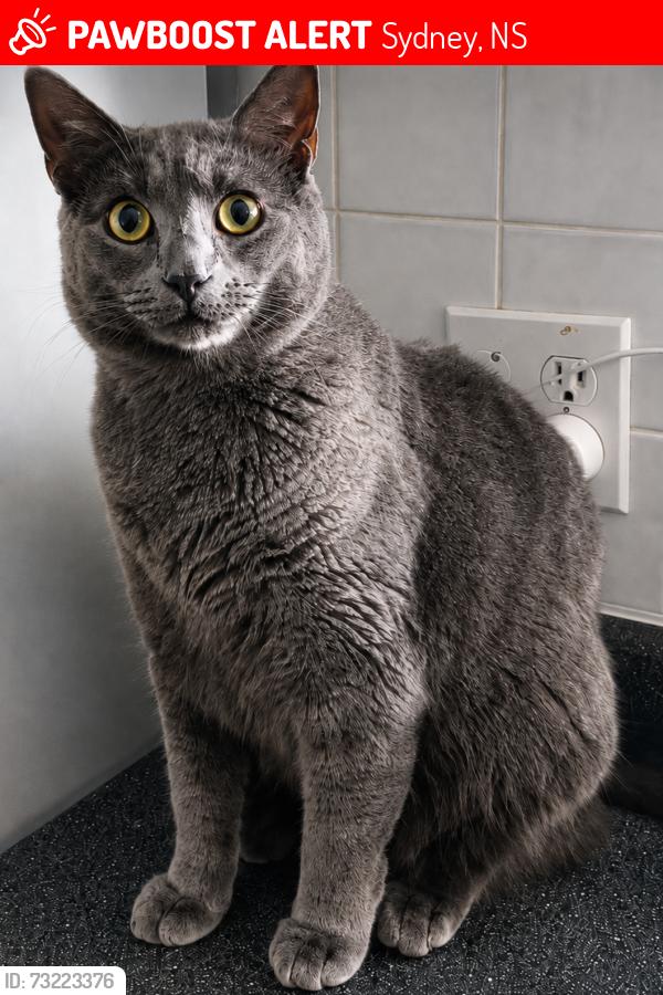 Lost Male Cat last seen Cottage Road, Sherwood Park Education Center, Sydney, NS 
