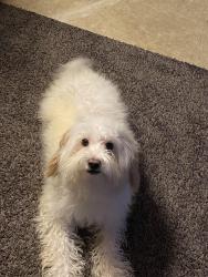 Reunited Male Dog last seen 21st & fernon, Philadelphia, PA 19145