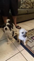 Found/Stray Male Dog last seen Beechnut and Fondren Rd, Houston, TX 77074