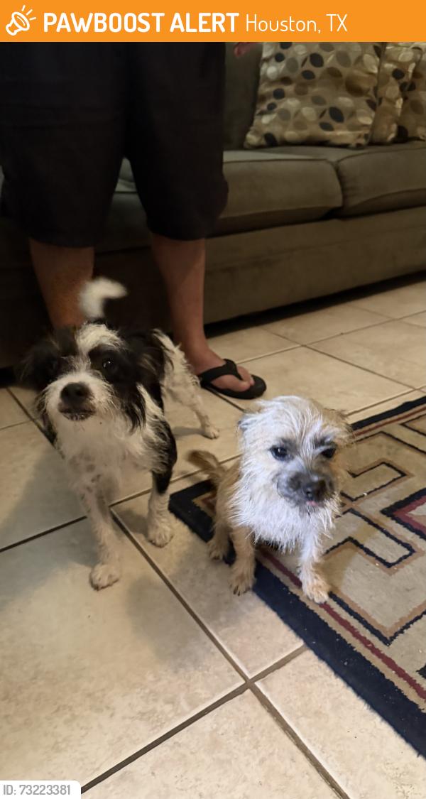 Found/Stray Male Dog last seen Beechnut and Fondren Rd, Houston, TX 77074