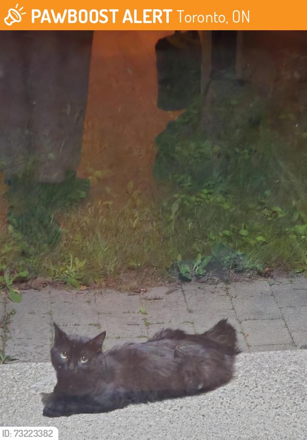 Found/Stray Unknown Cat last seen markham road and kingston road, Toronto, ON 