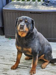 Reunited Male Dog last seen rob roy, Tobyhanna, PA 18466