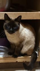 Reunited Male Cat last seen Bowers Ave & Monroe st, Santa Clara, CA 95051
