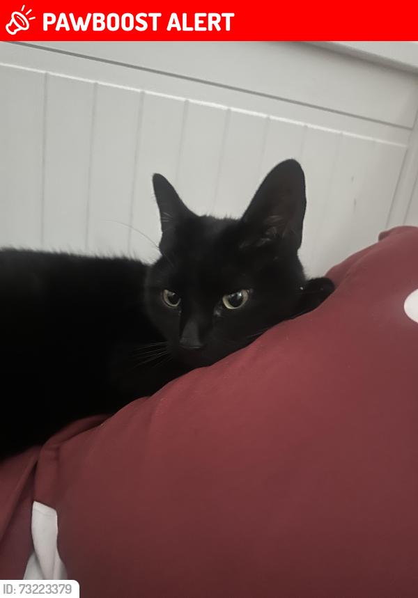 Lost Female Cat last seen Horsmonden, Horsmonden, England TN12 8JD