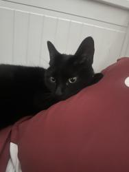 Lost Female Cat last seen Horsmonden, Horsmonden, England TN12 8JD