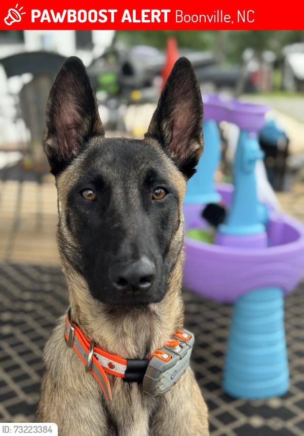 Lost Male Dog last seen Inbetween Clyde Rd and Center Rd, Boonville, NC 27011