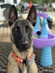 Lost Male Dog last seen Inbetween Clyde Rd and Center Rd, Boonville, NC 27011