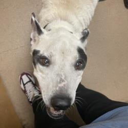 Shelter Stray Male Dog last seen , 4500 N Access Rd, Chattanooga, TN 37415, USA