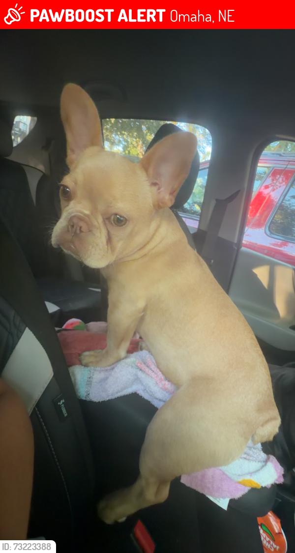 Lost Female Dog last seen Near w st Omaha Ne 68107, Omaha, NE 68107