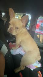 Lost Female Dog last seen Near w st Omaha Ne 68107, Omaha, NE 68107