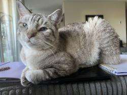 Lost Female Cat last seen Quincy Ave & E 1st Street, Long Beach, CA 90803
