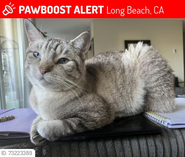Lost Female Cat last seen Quincy Ave & E 1st Street, Long Beach, CA 90803
