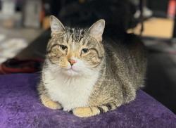 Lost Male Cat last seen Bryant street, South Saint Paul, MN 55075