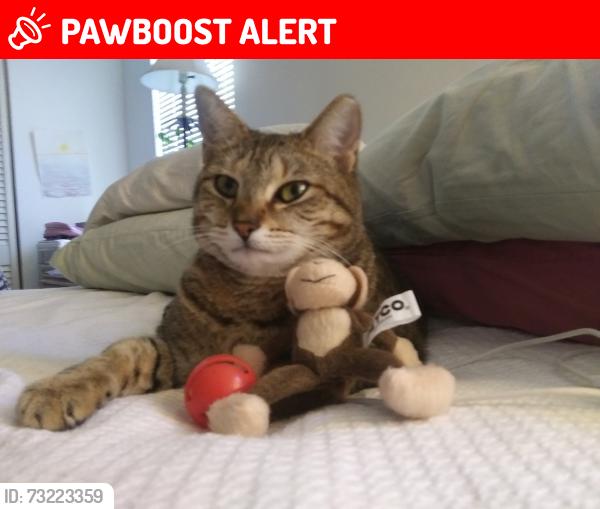 Lost Female Cat last seen In Greenbrook neighborhood in West Altamonte next to new Starbucks, Altamonte Springs, FL 32714