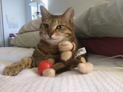 Lost Female Cat last seen In Greenbrook neighborhood in West Altamonte next to new Starbucks, Altamonte Springs, FL 32714