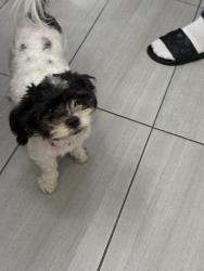 Lost Female Dog last seen Gulf ave and R st, Los Angeles, CA 90744
