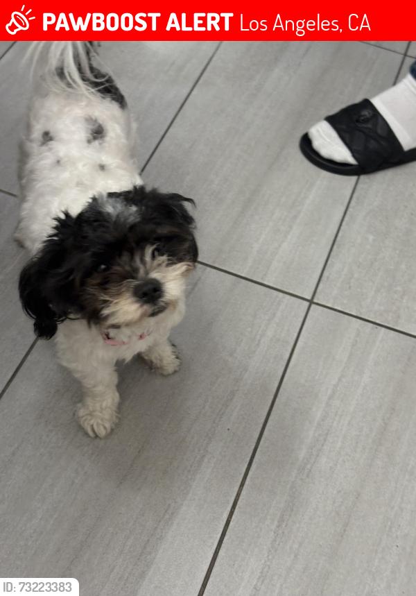 Lost Female Dog last seen Gulf ave and R st, Los Angeles, CA 90744