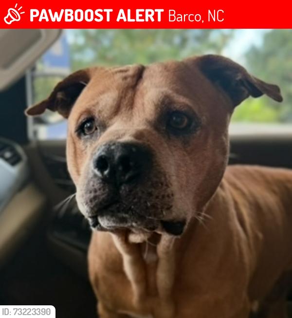 Lost Male Dog last seen Kevin’s Store, Barco, NC 27917