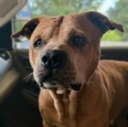 Lost Male Dog last seen Kevin’s Store, Barco, NC 27917