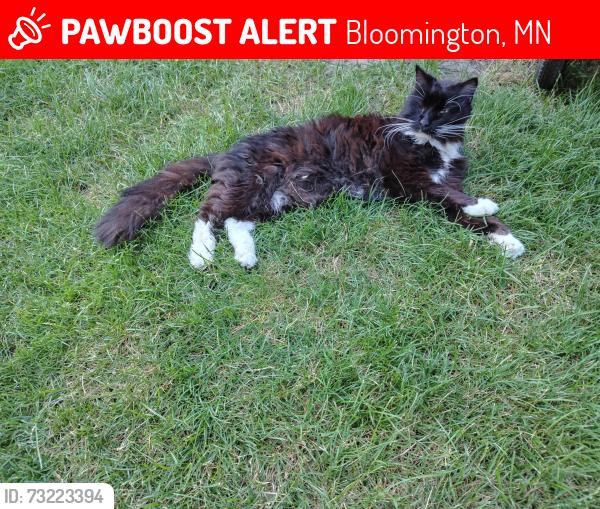 Lost Male Cat last seen 90th Street and 18th avenue, Bloomington, MN 55425