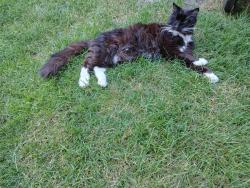 Lost Male Cat last seen 90th Street and 18th avenue, Bloomington, MN 55425