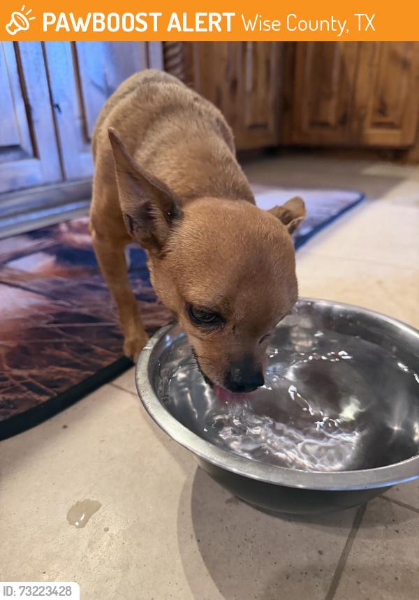 Found/Stray Unknown Dog last seen Cundiff crafton rd, Wise County, TX 76431