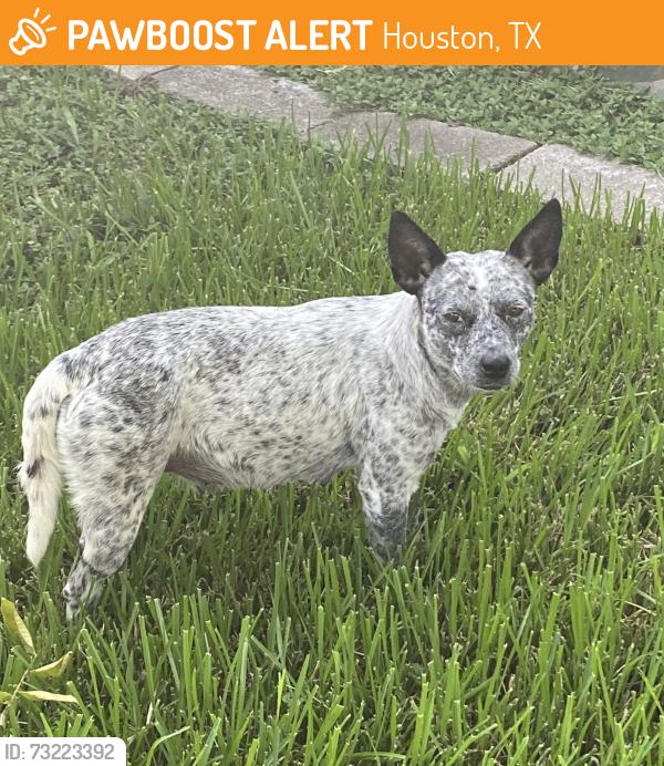Found/Stray Female Dog last seen South Post Oak, Houston, TX 77053