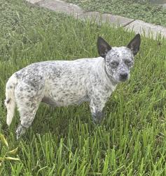 Found/Stray Female Dog last seen South Post Oak, Houston, TX 77053
