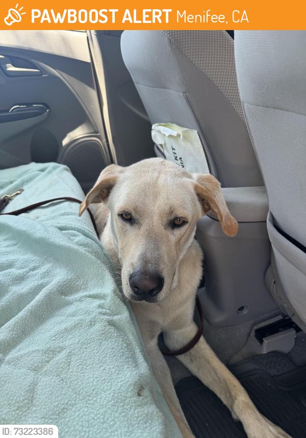 Found/Stray Male Dog last seen Chambers Ave and Valley Blvd, Menifee, CA 92586