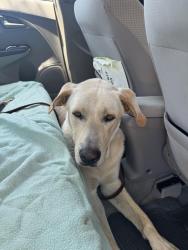 Found/Stray Male Dog last seen Chambers Ave and Valley Blvd, Menifee, CA 92586