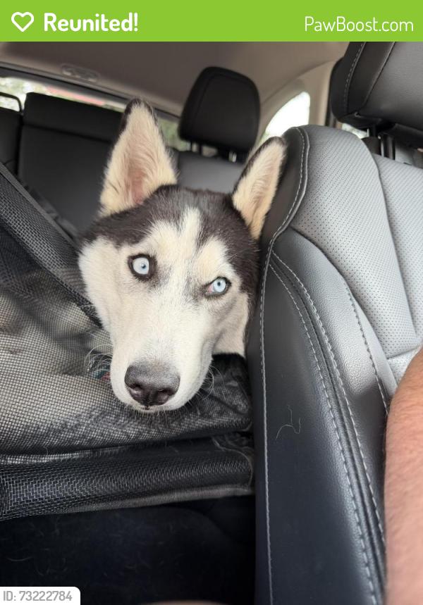 Reunited Female Dog last seen Walker rd exit off 217, Beaverton, OR 97005