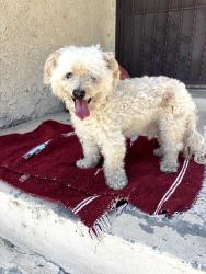 Found/Stray Male Dog last seen Hickory and Rimpau, Los Angeles, CA 90019