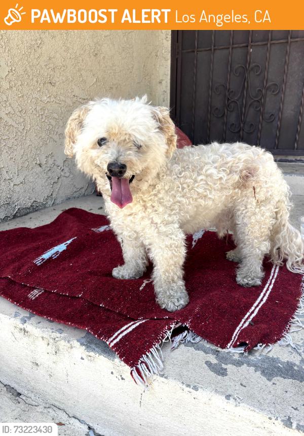 Found/Stray Male Dog last seen Hickory and Rimpau, Los Angeles, CA 90019